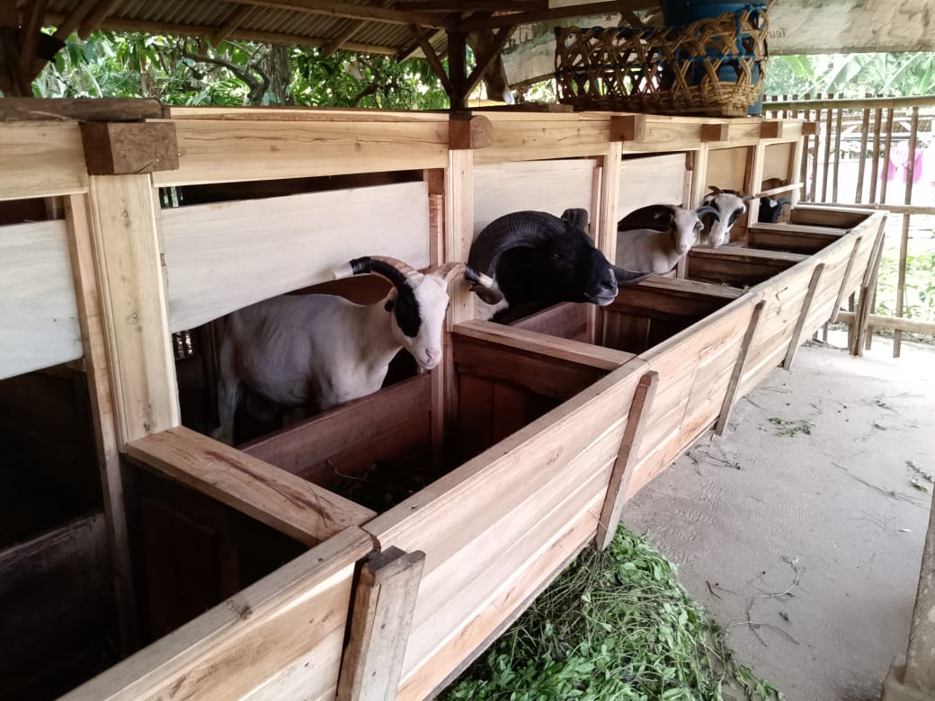 Domba Garut & Kambing